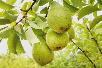 Груши на дереве