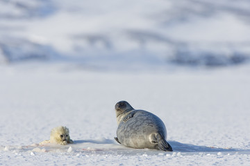 Ringelrobbe mit Robbenbaby