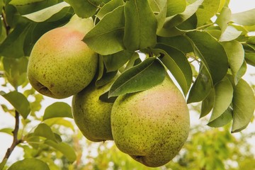 Груши на дереве