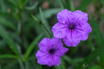 Obraz premium Purple flower among nature