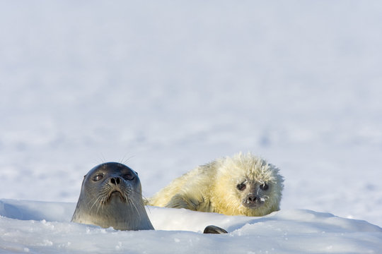 Ringelrobbe mit Robbenbaby am Atemloch