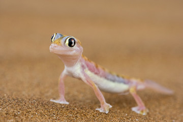 Namibgecko im Wüstensand