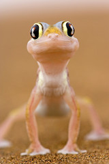 Namibgecko Porträt