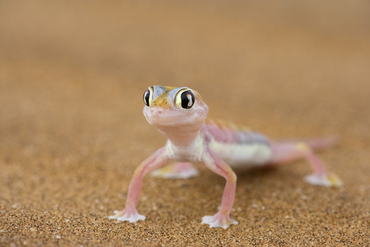 Namibgecko im W&uuml;stensand