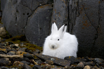 Schneehase ruht in den Felsen