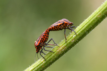 Two Red and Black Bug on a Blade