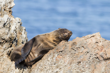 Junger Seebaer ruht auf einem Felsen