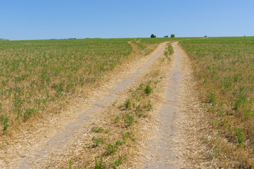 Fototapeta na wymiar Technological dirt road in mown crop field