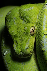 Morelia viridis