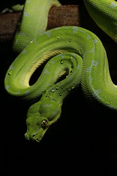 Morelia viridis in Lauerstellung