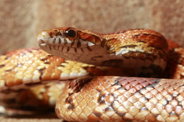 Kornnatter (Pantherophis guttatus)