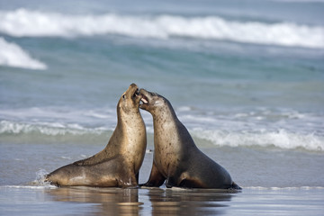 Seelöwen in der Brandung