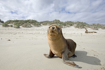 Junger Seelöwe am Strand