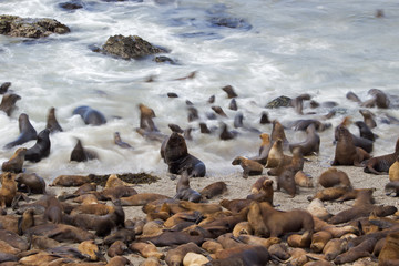 M&auml;hnenrobbenkolonie am Strand
