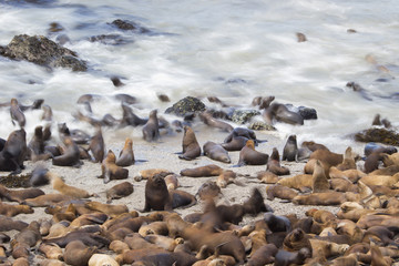 M&auml;hnenrobbenkolonie am Strand