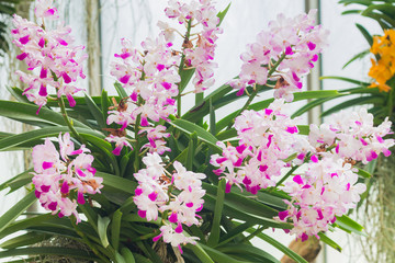 Beautiful Orchid in the garden