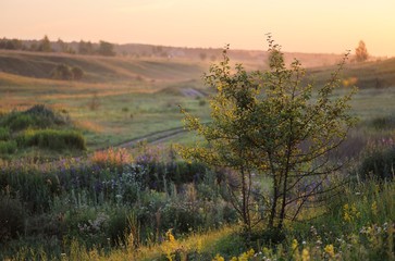 Fototapeta na wymiar Green grass hills with small trees in summer sunrise