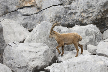 Alpensteinbock klettert über die Felsen