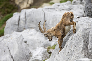 Alpensteinbock klettert über die Felsen