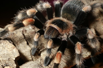 Brachypelma smithi