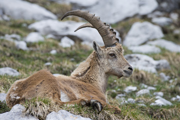 Alpensteinbock ruht sich aus