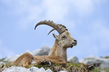 Alpensteinbock ruht sich aus