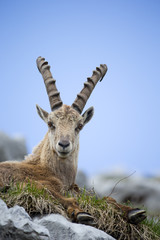Alpensteinbock ruht sich aus