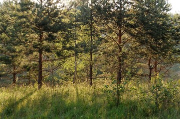 Fototapeta premium Young pines in morning light