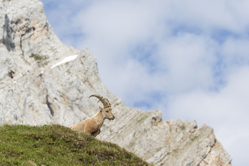 Alpensteinbock hält Ausschau nach Artgenossen