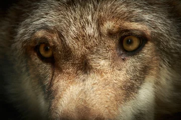 Plaid mouton avec motif Loup yeux de loup