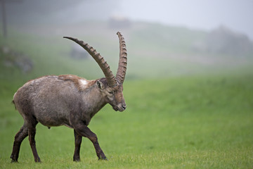 Alpensteinbock überquert die Bergwiese