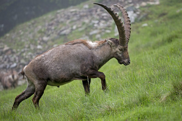 Alpensteinbock überquert die Bergwiese