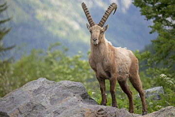 Alpensteinbock auf Nahrungssuche