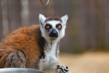 Portrait of a lemur.