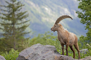 Obraz premium Alpensteinbock auf Nahrungssuche