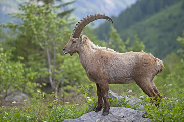 Alpensteinbock auf Nahrungssuche