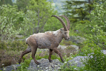 Alpensteinbock durchstreift die Berghänge