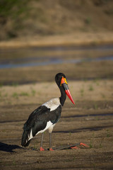 Sattelstorch ruht sich aus