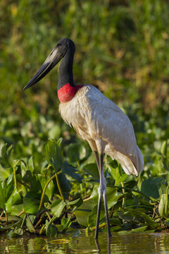 Jabiru wartet auf Beute