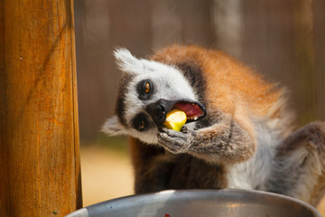 Portrait of a lemur.