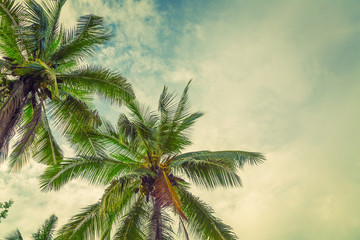 Fototapety  Palmy kokosowe (przefiltrowany obraz przetworzony efekt vintage.)