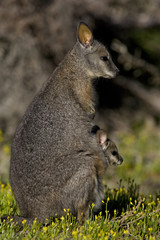 Derbywallaby mit Jungen im Beutel