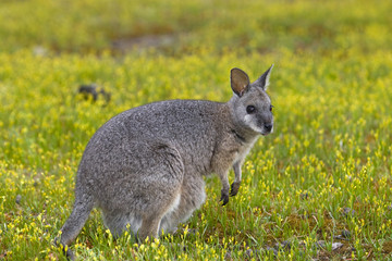 Derbywallaby auf Nahrungssuche
