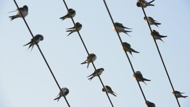 Mehlschwalbe, Delichon urbicum, Common house martin