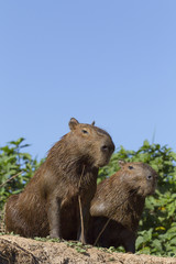Capybaras auf der Uferböschung