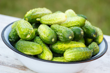 Cucumbers in metal bowl in garden on sunny day