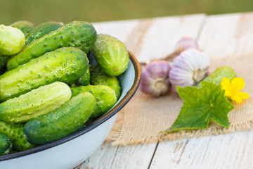 Cucumbers in metal bowl and garlic in garden on sunny day