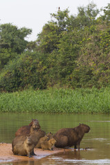 Capybarafamilie am Fluß