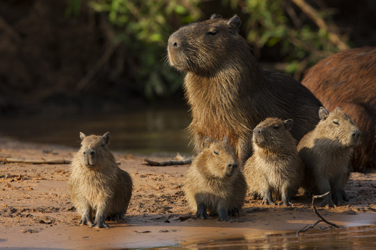 Capybara mit Jungen am Fluß