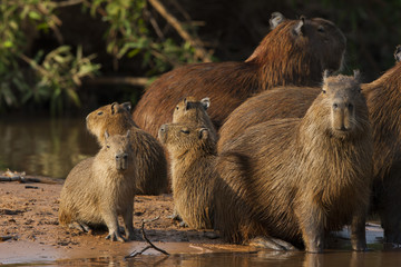 Capybarafamilie am Fluß © aussieanouk